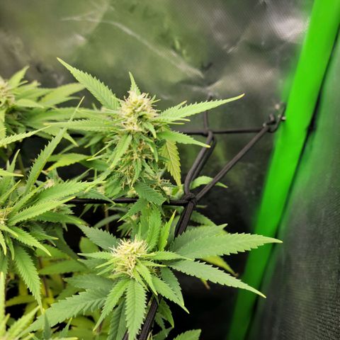 Platinum Cake growlog timeline photo