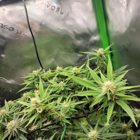 Platinum Cake growlog timeline photo