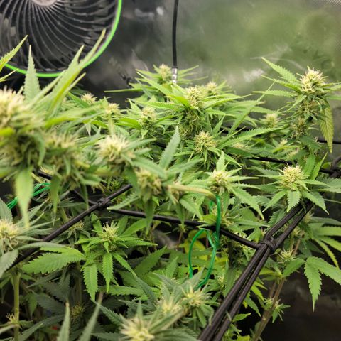 Platinum Cake growlog timeline photo