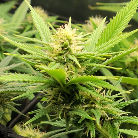 Platinum Cake growlog timeline photo