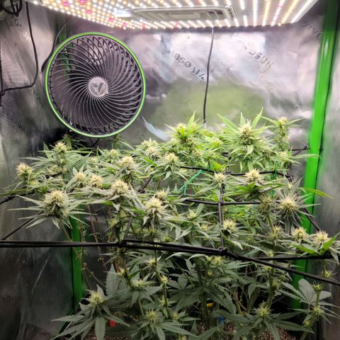 Northern Lights 1 and 2 growlog timeline photo