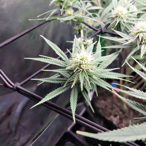 Northern Lights 1 and 2 growlog timeline photo