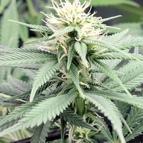 Northern Lights 1 and 2 growlog timeline photo