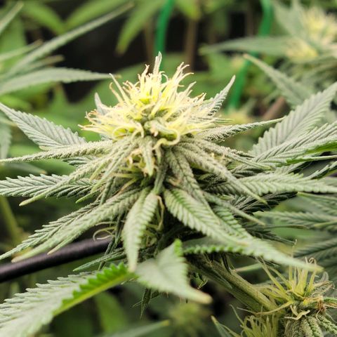 Northern Lights 1 and 2 growlog timeline photo