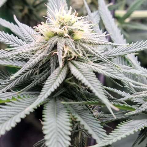 Northern Lights 1 and 2 growlog timeline photo