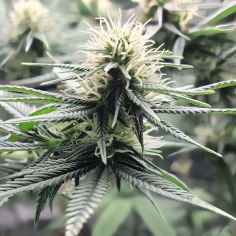 Northern Lights 1 and 2 growlog timeline photo