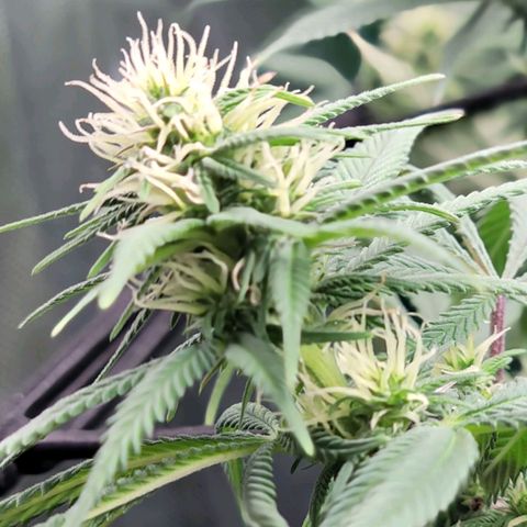 Northern Lights 1 and 2 growlog timeline photo