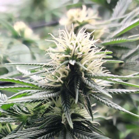 Northern Lights 1 and 2 growlog timeline photo