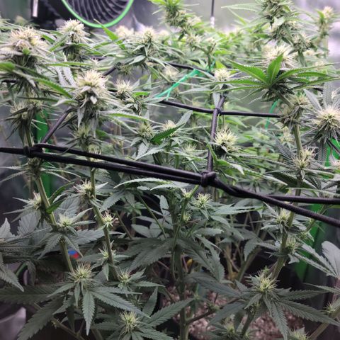 Northern Lights 1 and 2 growlog timeline photo