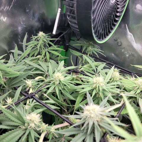 Northern Lights 1 and 2 growlog timeline photo