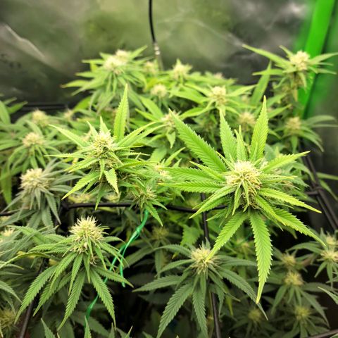 Platinum Cake growlog timeline photo
