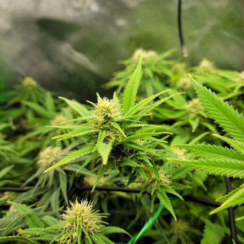 Platinum Cake growlog timeline photo