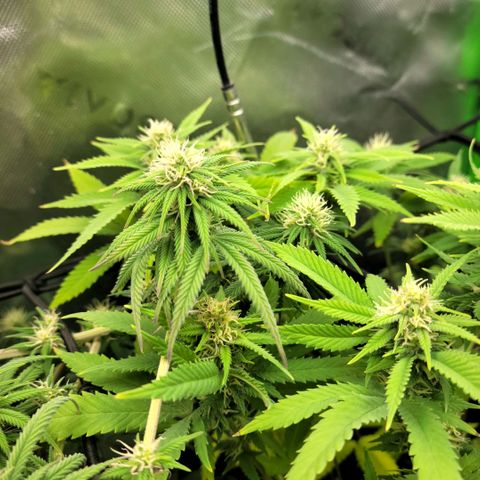 Platinum Cake growlog timeline photo