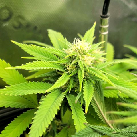 Northern Lights 1 and 2 growlog timeline photo