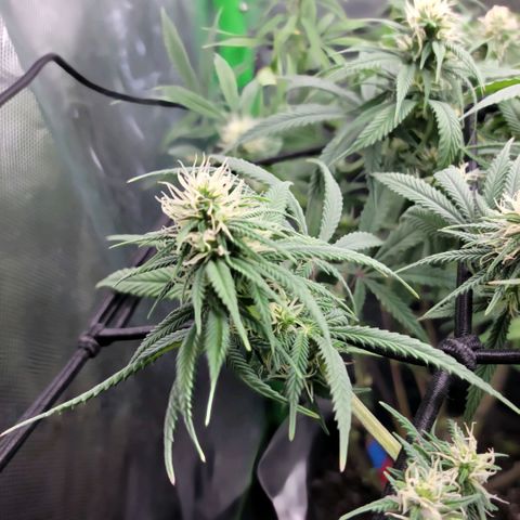 Northern Lights 1 and 2 growlog timeline photo
