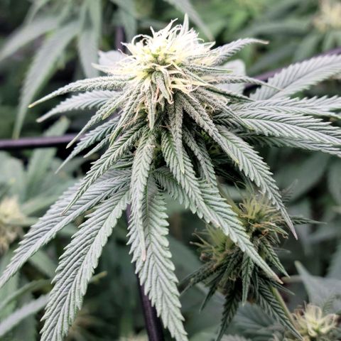 Northern Lights 1 and 2 growlog timeline photo