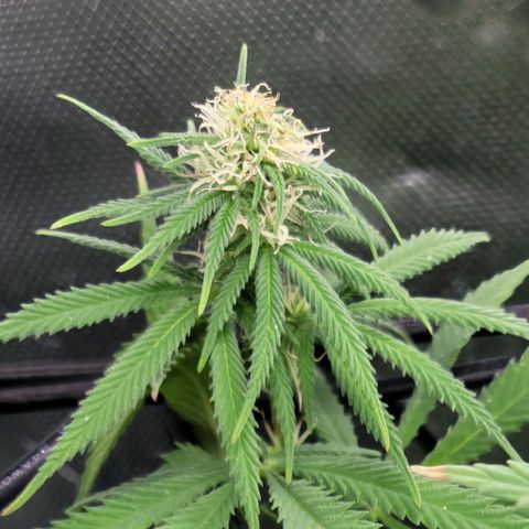 Northern Lights 1 and 2 growlog timeline photo