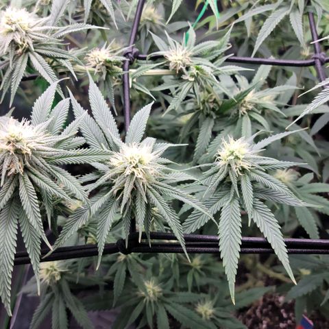 Northern Lights 1 and 2 growlog timeline photo