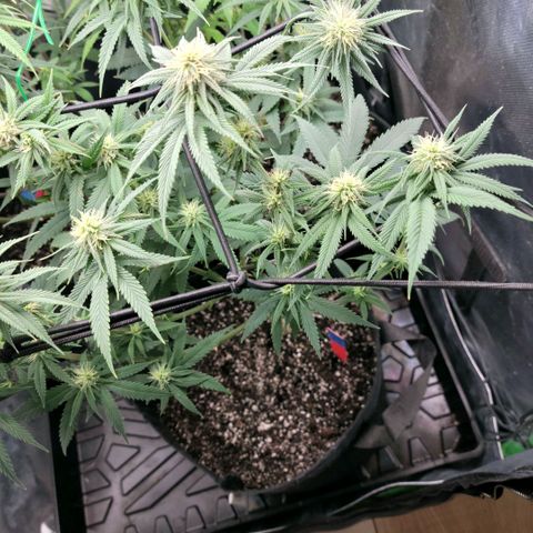 Northern Lights 1 and 2 growlog timeline photo