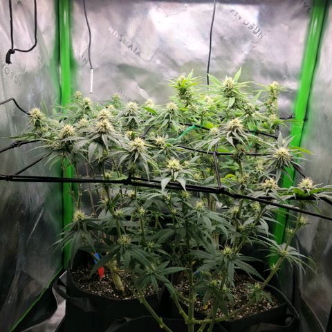 Northern Lights 1 and 2 growlog timeline photo