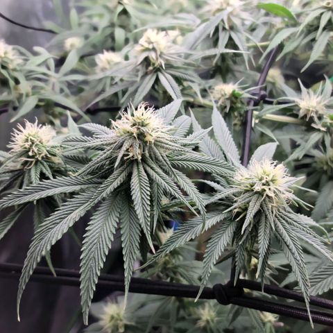 Northern Lights 1 and 2 growlog timeline photo