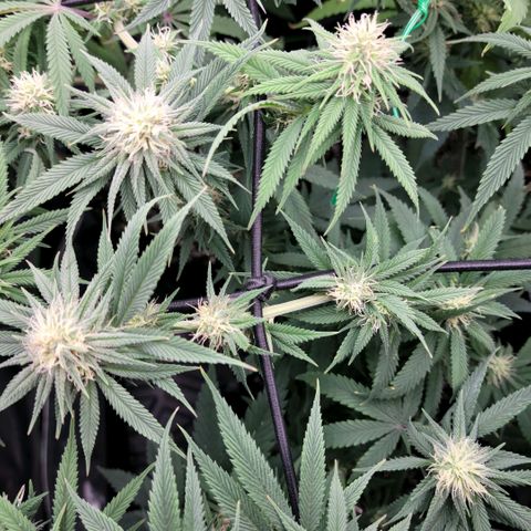 Northern Lights 1 and 2 growlog timeline photo