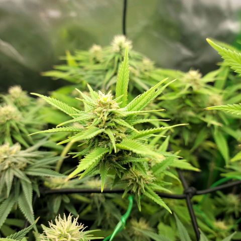 Platinum Cake growlog timeline photo