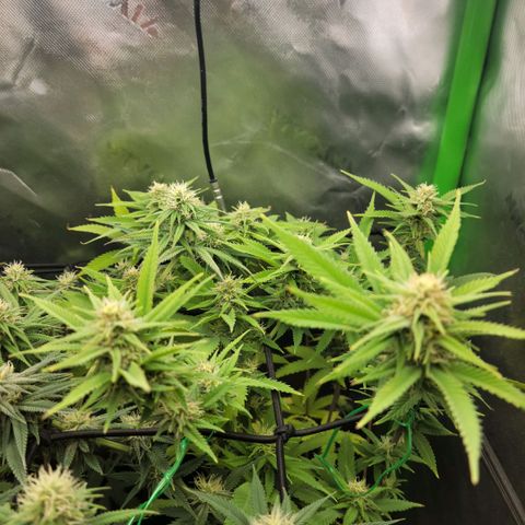 Platinum Cake growlog timeline photo
