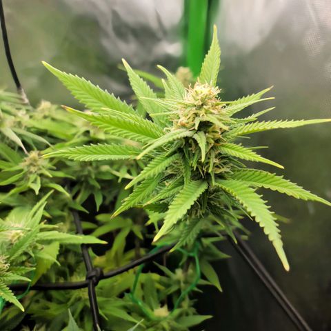 Platinum Cake growlog timeline photo
