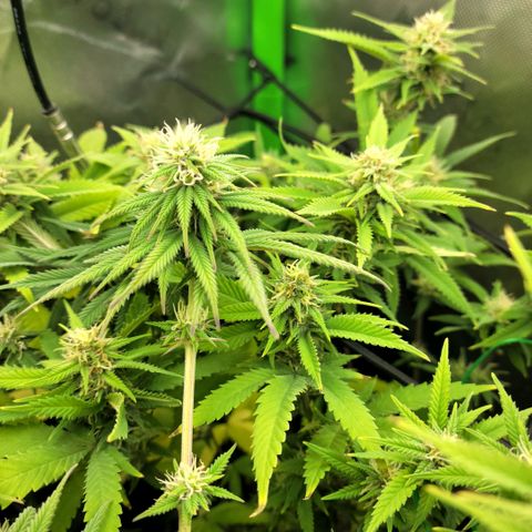 Platinum Cake growlog timeline photo