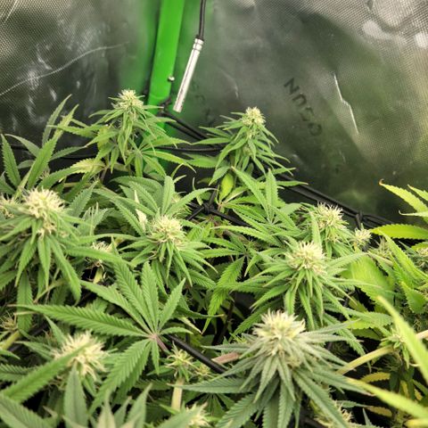 Platinum Cake growlog timeline photo