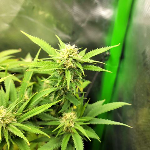 Platinum Cake growlog timeline photo