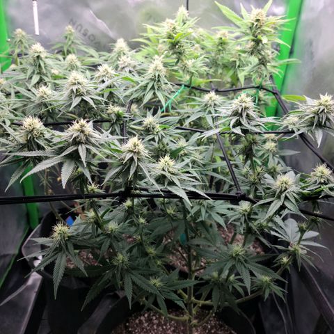 Platinum Cake growlog timeline photo