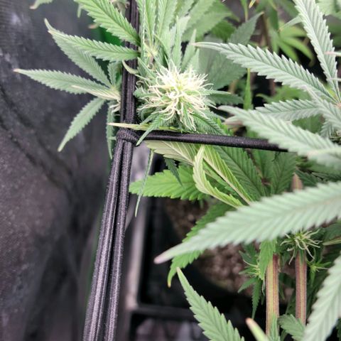Northern Lights 1 and 2 growlog timeline photo