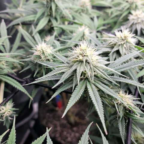 Northern Lights 1 and 2 growlog timeline photo