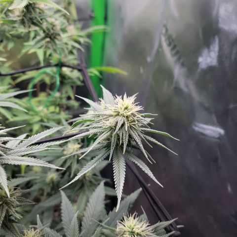 Northern Lights 1 and 2 growlog timeline photo