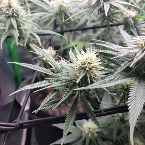 Northern Lights 1 and 2 growlog timeline photo