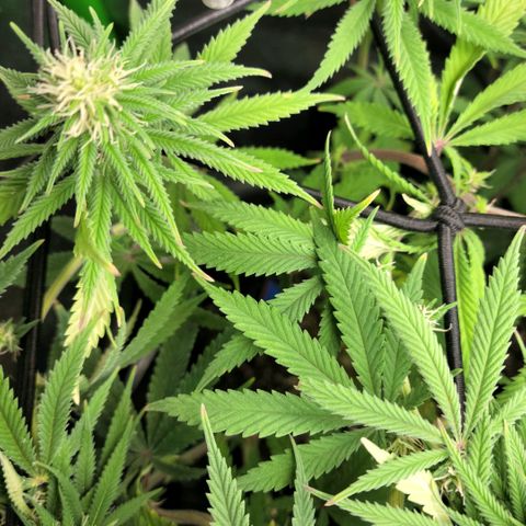 Northern Lights 1 and 2 growlog timeline photo