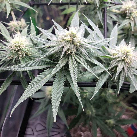 Northern Lights 1 and 2 growlog timeline photo