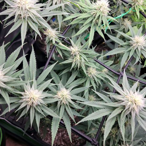 Northern Lights 1 and 2 growlog timeline photo