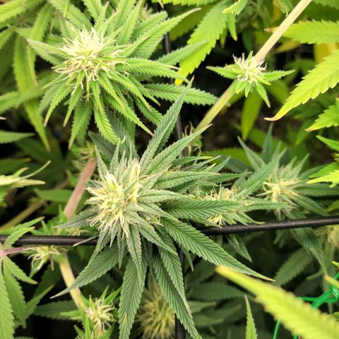 Northern Lights 1 and 2 growlog timeline photo