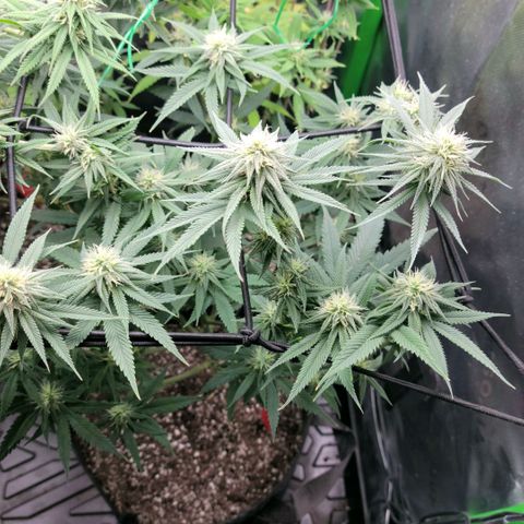 Northern Lights 1 and 2 growlog timeline photo