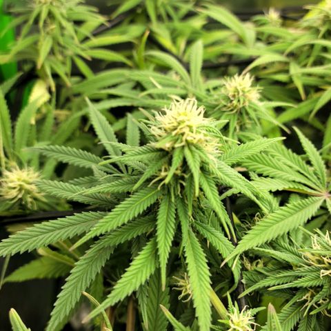 Northern Lights 1 and 2 growlog timeline photo