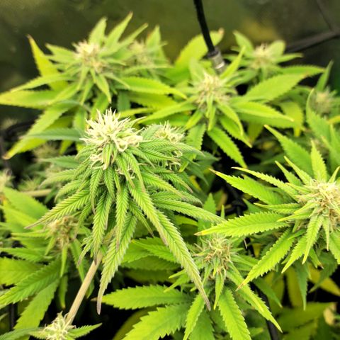 Platinum Cake growlog timeline photo