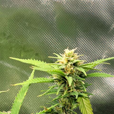 Platinum Cake growlog timeline photo