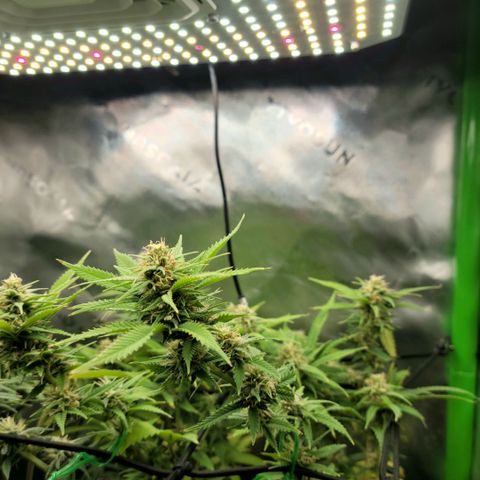 Platinum Cake growlog timeline photo