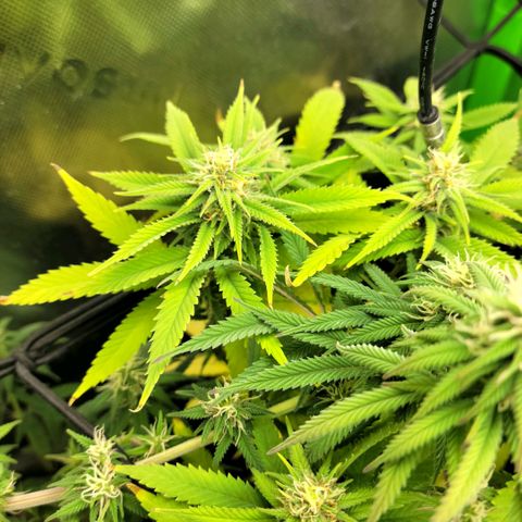 Platinum Cake growlog timeline photo