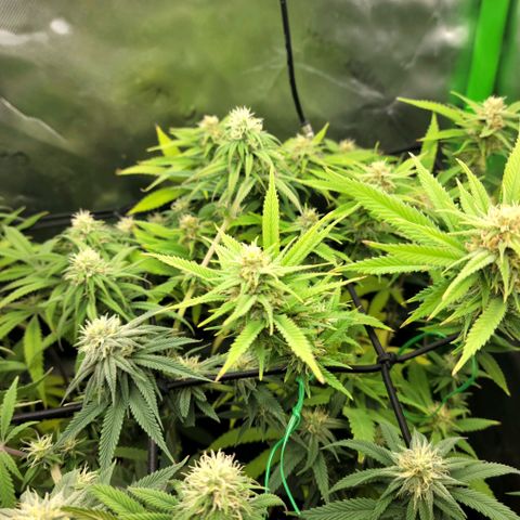 Platinum Cake growlog timeline photo