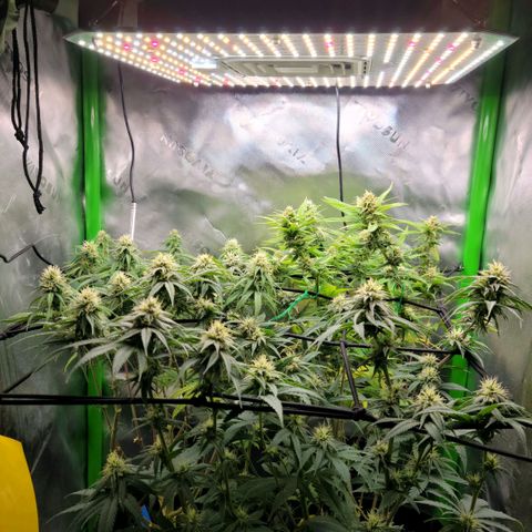 Platinum Cake growlog timeline photo