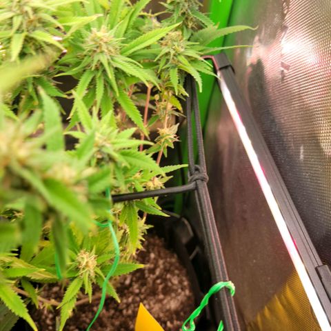 Platinum Cake growlog timeline photo